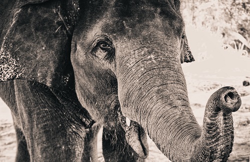 Why you need to think twice before taking part in wild animal experiencesAsian-elephant